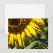 Postkarte - Sonnenblumen-Geheimnisse (Vorne/Hinten)