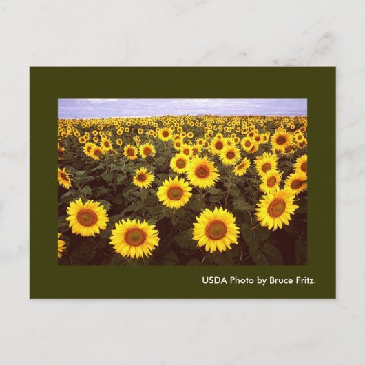 Postkarte / Sonnenblumen in Fargo North Dakota. (Vorderseite)