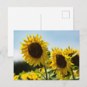 Postkarte - Sonnenblumen Sommerglanz (Vorne/Hinten)