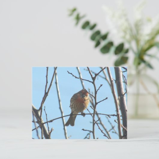 Postkarte - Sparrow in Tree (Stehend Vorderseite)