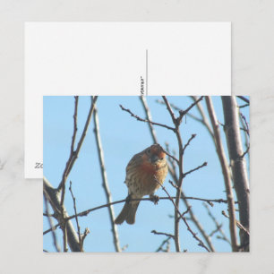 Postkarte - Sparrow in Tree