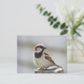 Postkarte: Sparrow Postkarte (Stehend Vorderseite)