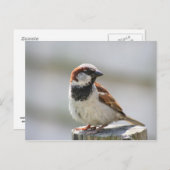 Postkarte: Sparrow Postkarte (Vorne/Hinten)