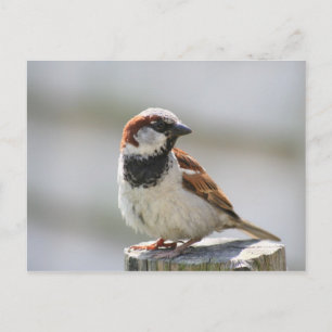 Postkarte: Sparrow Postkarte