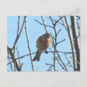 Postkarte - Spatz im Baum (Vorderseite)