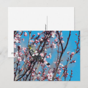 Postkarte - Spatz im Frühling