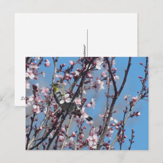 Postkarte - Spatz im Frühling (Vorne/Hinten)