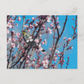 Postkarte - Spatz im Frühling (Vorderseite)