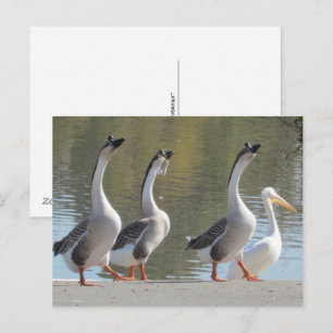 Postkarte: Spaziergang am Lakeside Postkarte