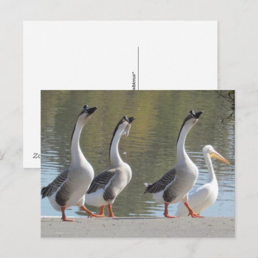 Postkarte: Spaziergang am Lakeside Postkarte (Vorne/Hinten)