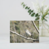 Postkarte - Spottdrossel (Stehend Vorderseite)