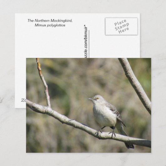 Postkarte - Spottdrossel (Vorne/Hinten)