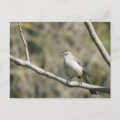 Postkarte - Spottdrossel (Vorderseite)
