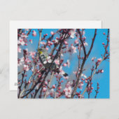 Postkarte - Springtime-Sparrow (Vorne/Hinten)