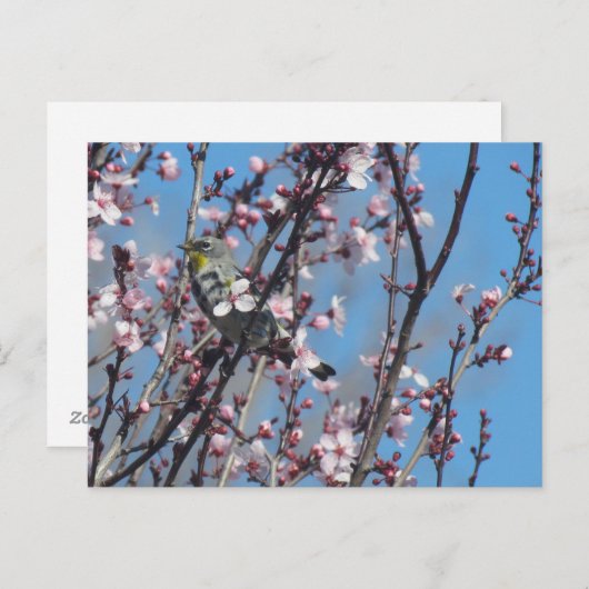 Postkarte - Springtime-Sparrow (Vorne/Hinten)