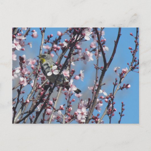 Postkarte - Springtime-Sparrow (Vorderseite)
