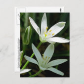 Postkarte: Stern-of-Bethlehem (Blume) Postkarte (Vorne/Hinten)