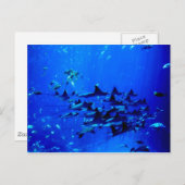 Postkarte Stingray (Vorne/Hinten)