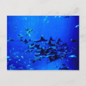 Postkarte Stingray (Vorderseite)