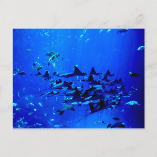 Postkarte Stingray (Vorderseite)