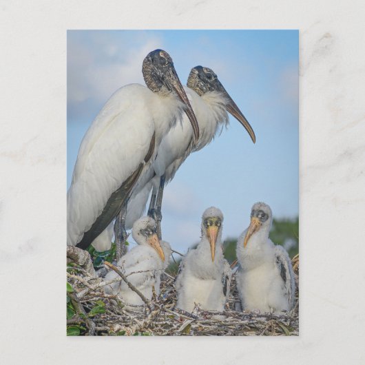 Postkarte "Stork Family" (Vorderseite)