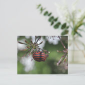 Postkarte "Striped Shieldbug" (Stehend Vorderseite)