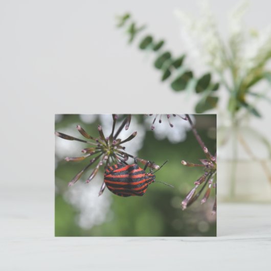 Postkarte "Striped Shieldbug" (Stehend Vorderseite)