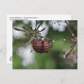 Postkarte "Striped Shieldbug" (Vorne/Hinten)