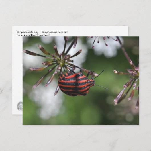 Postkarte "Striped Shieldbug" (Vorne/Hinten)