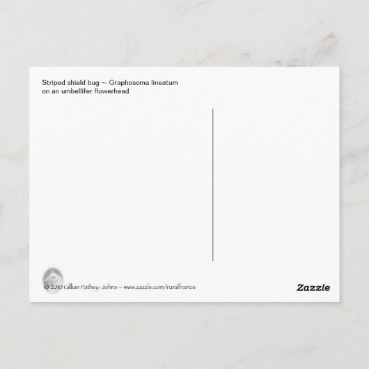 Postkarte "Striped Shieldbug" (Rückseite)