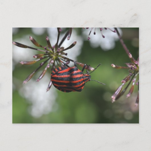 Postkarte "Striped Shieldbug" (Vorderseite)