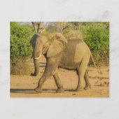 Postkarte - Strutting Elephant in Sambia (Vorderseite)