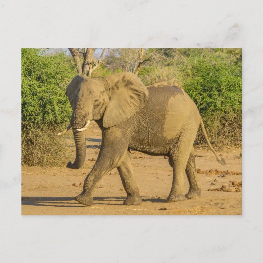 Postkarte - Strutting Elephant in Sambia (Vorderseite)
