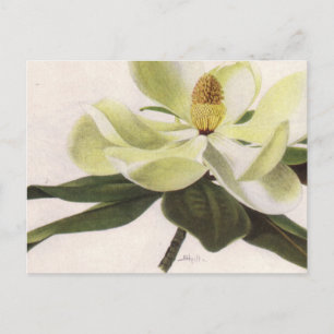 Postkarte Süd-Magnolien