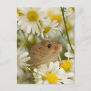 Postkarte - Süße Maus unter den Gänseblümchen