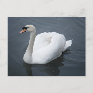 Postkarte - Swan