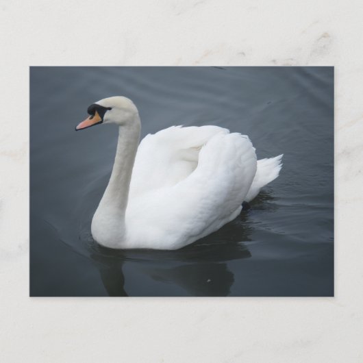 Postkarte - Swan (Vorderseite)