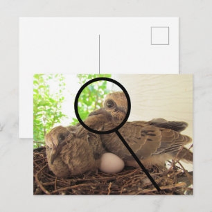 Postkarte - Taubenjunge im Nest
