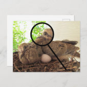 Postkarte - Taubenschwindeln im Nest (Vorne/Hinten)