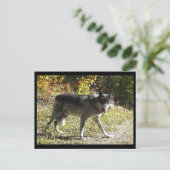 Postkarte "Teething" (Stehend Vorderseite)