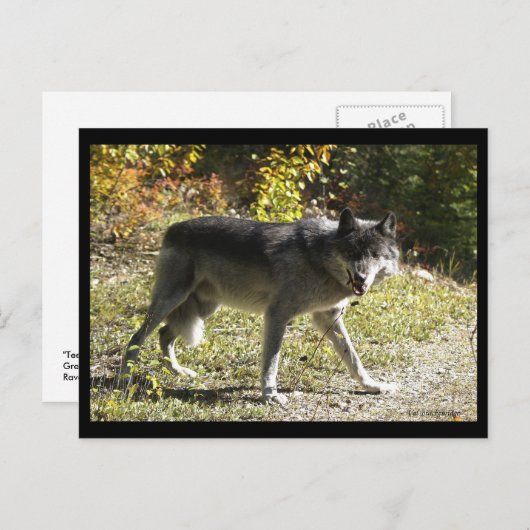 Postkarte "Teething" (Vorne/Hinten)