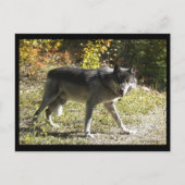 Postkarte "Teething" (Vorderseite)