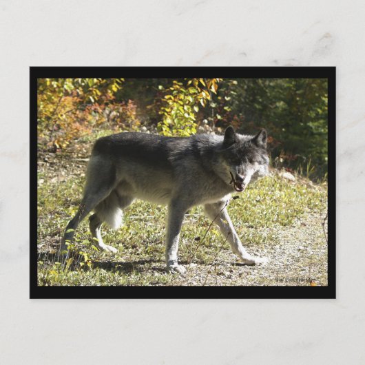 Postkarte "Teething" (Vorderseite)