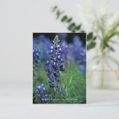 Postkarte / Texas Bluebonnet (Stehend Vorderseite)