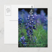 Postkarte / Texas Bluebonnet (Vorne/Hinten)
