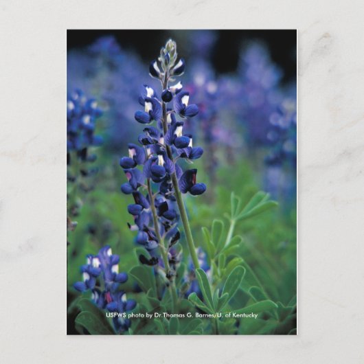 Postkarte / Texas Bluebonnet (Vorderseite)