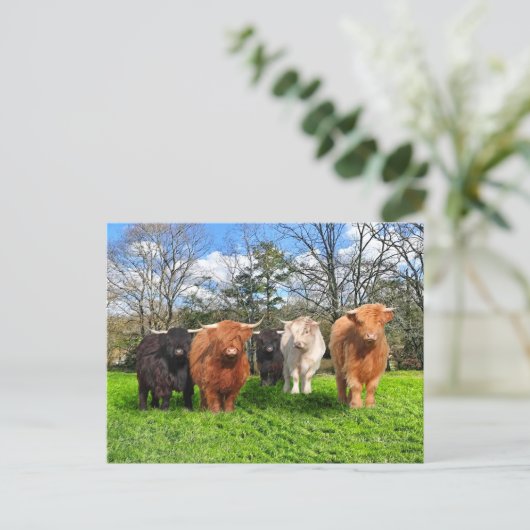 Postkarte "The Woolies" (Stehend Vorderseite)