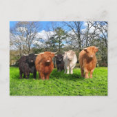 Postkarte "The Woolies" (Vorderseite)