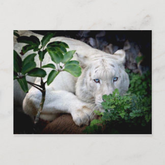 Postkarte - Tiger