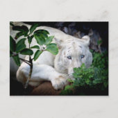 Postkarte - Tiger (Vorderseite)